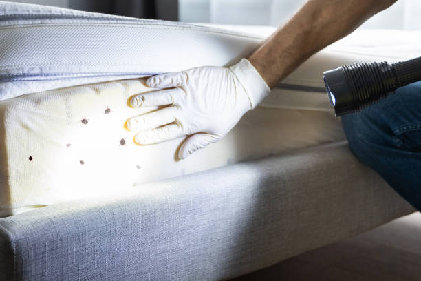 Best Residential Pest Control  in Roanoke, VA